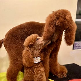 Contrarian Pets of the Week