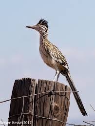 A bird standing on a wooden post

AI-generated content may be incorrect.
