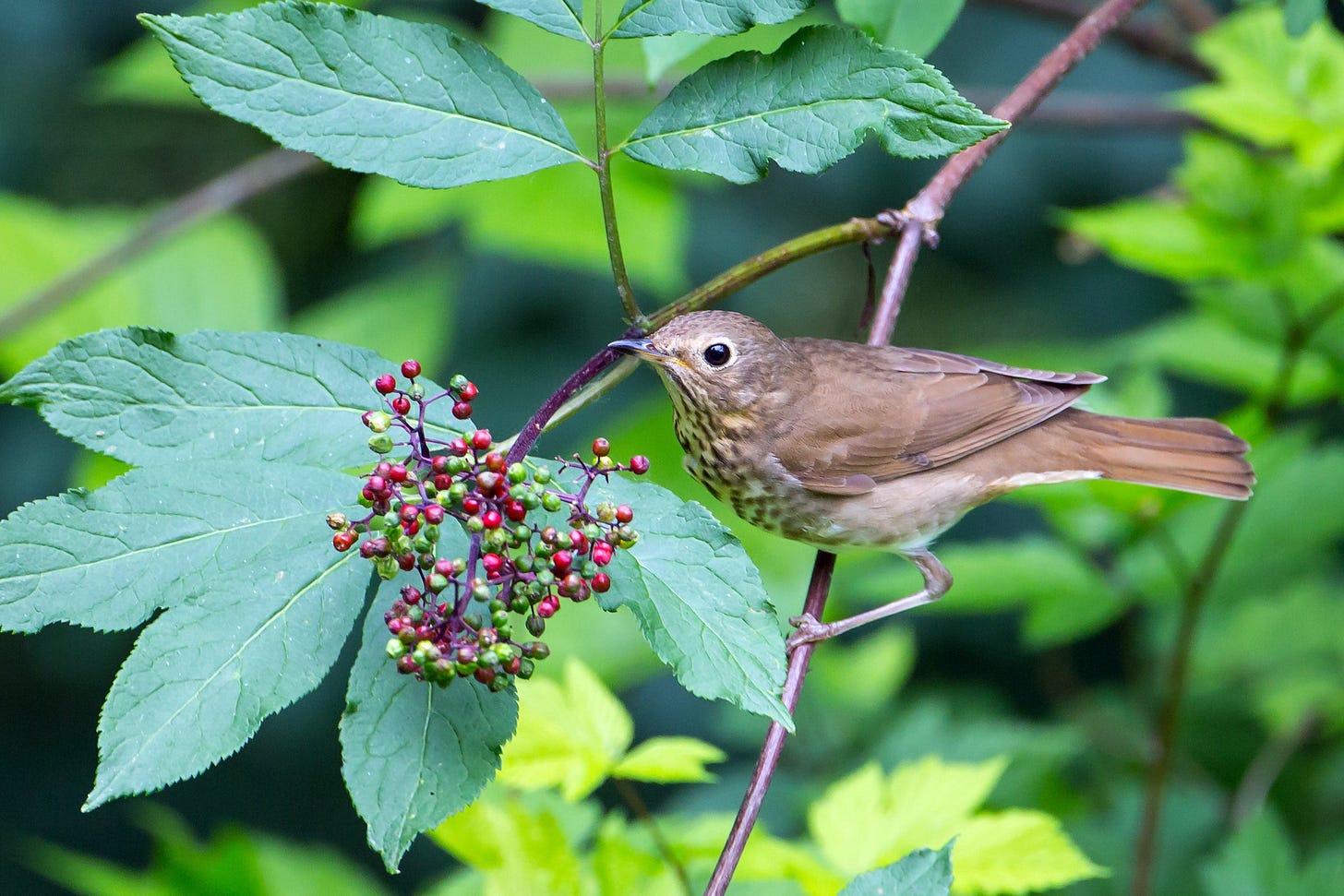 Swainson's Thrush | Audubon Field Guide