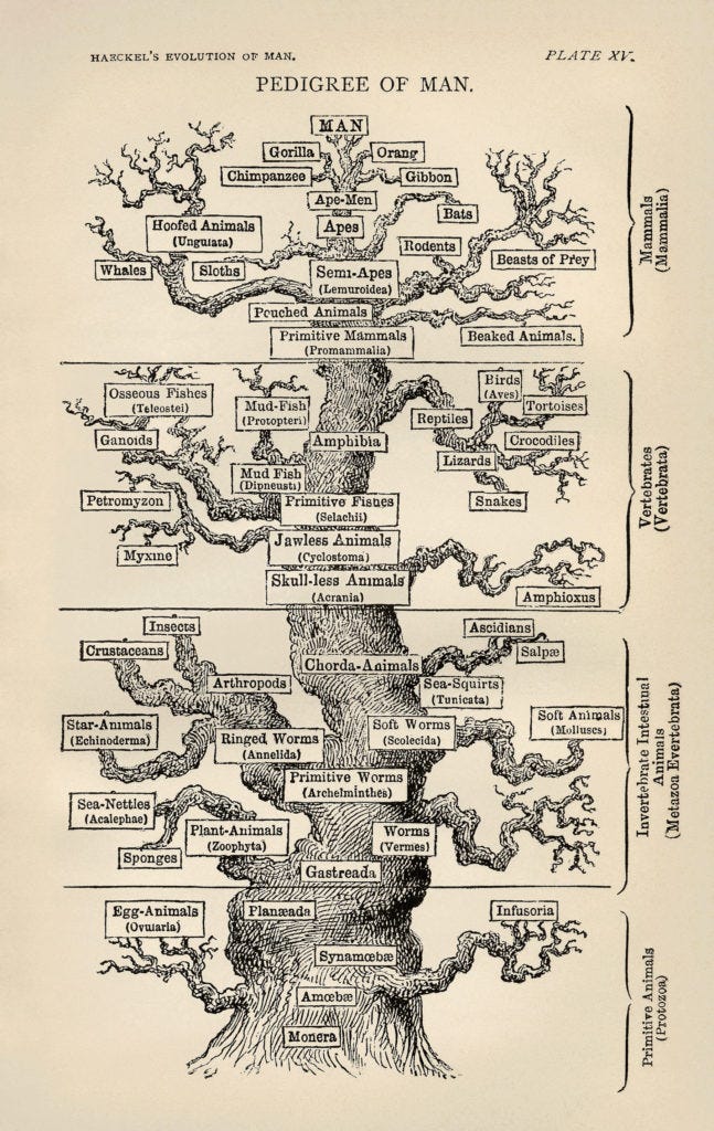 Ernst Haeckel's "Tree of Life" from the The Evolution of Man (1879). Ernst Haeckel's "Tree of Life" from the The Evolution of Man (1879).