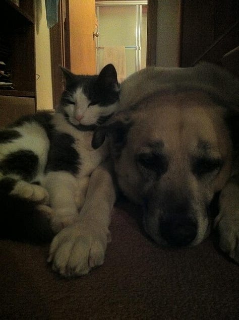 Newman with the various pets