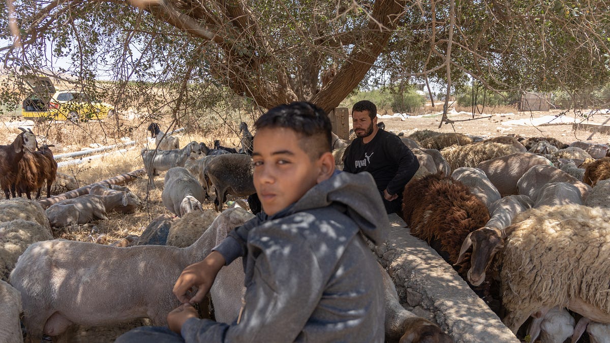 The Crimson Thread: The Israeli Military Barrier Cutting Off Palestine’s Breadbasket