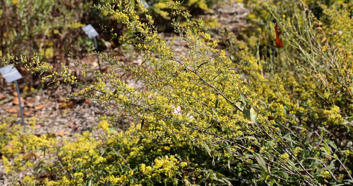 Long stems with clusters of yellow flowers. More goldenrod and a path in the background.