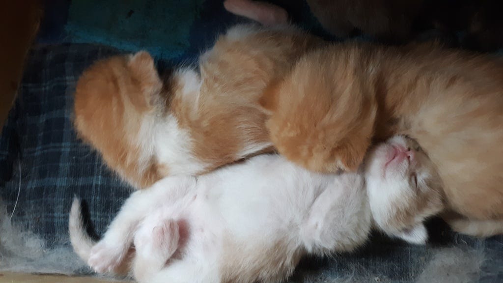This image has an empty alt attribute; its file name is smudge-3-orange-kitties.jpg