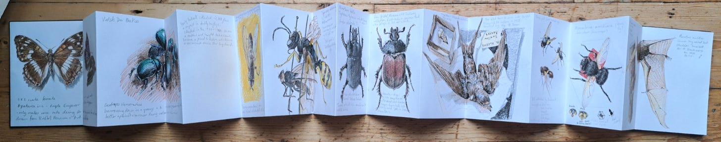 a concertina sketchbook with a collection of sketches drawn from museum specimens - butterfly, beetles, flies, bat, swallow and wasps