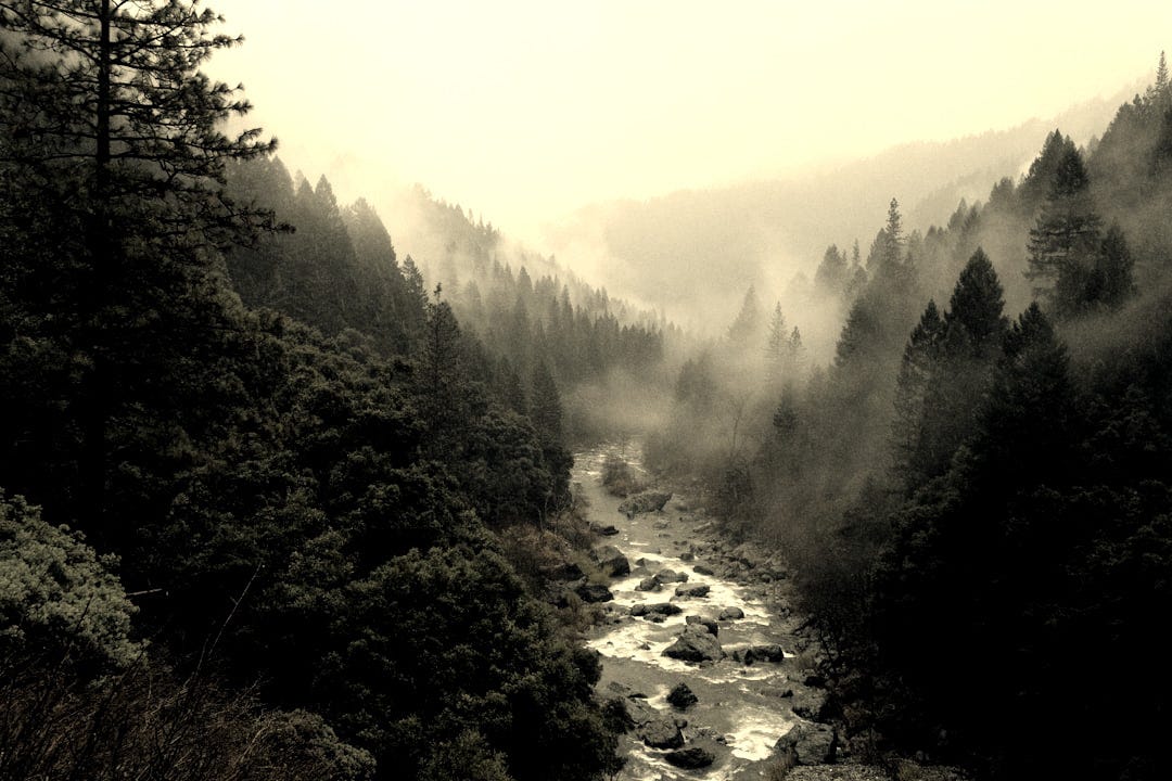 aerial shot of forest