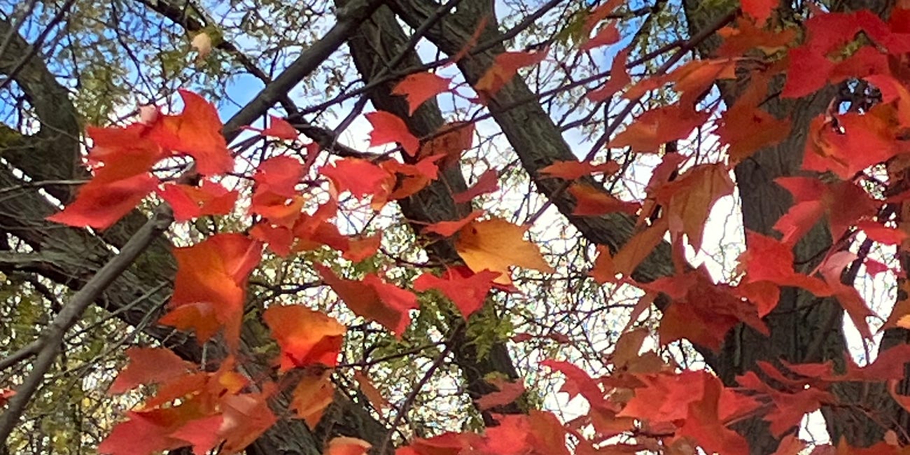 Traversing a Road on the Brink of Change: Notes on Middle Life in Autumn