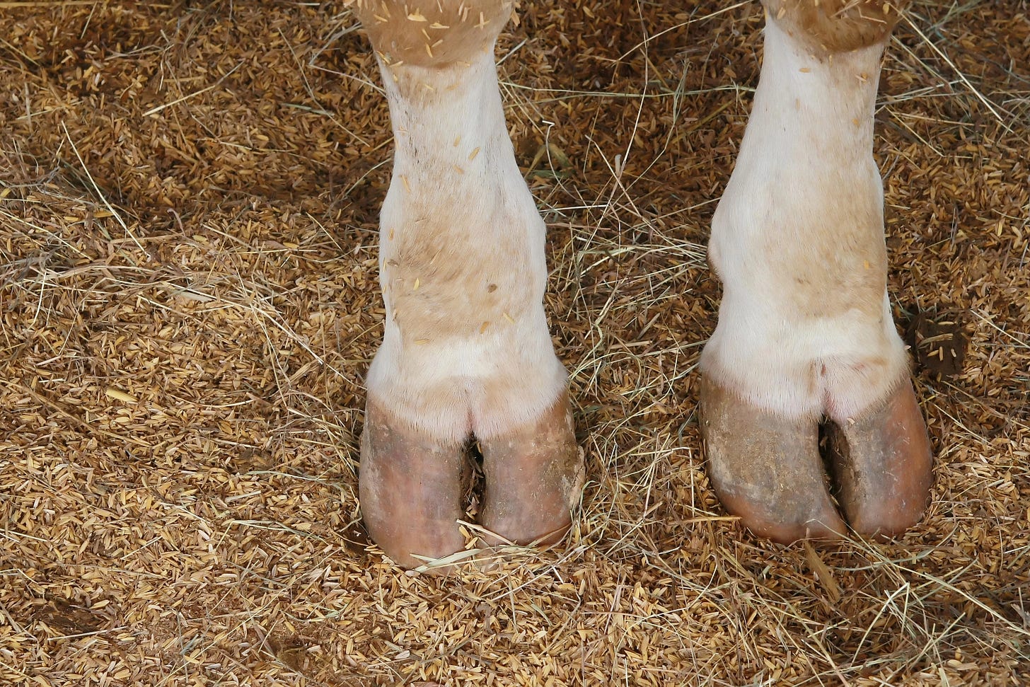 image of cow hooves.