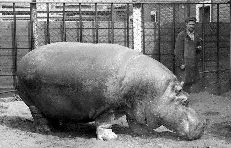 Beauty, Leningrad Zoo, c.1932. 