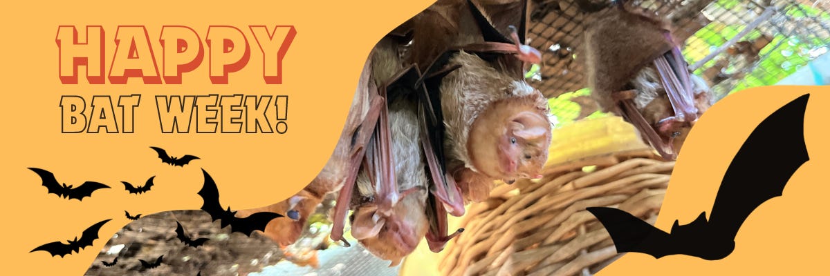 A picture of several bats roosting on a yellow background with outlines of black bats flying around and a bold text that says “Happy Bat Week!”                                Una imagen de varios murciélagos posados sobre un fondo amarillo con contornos de murciélagos negros volando y un texto en negrita que dice "¡Feliz semana de los murciélagos!"