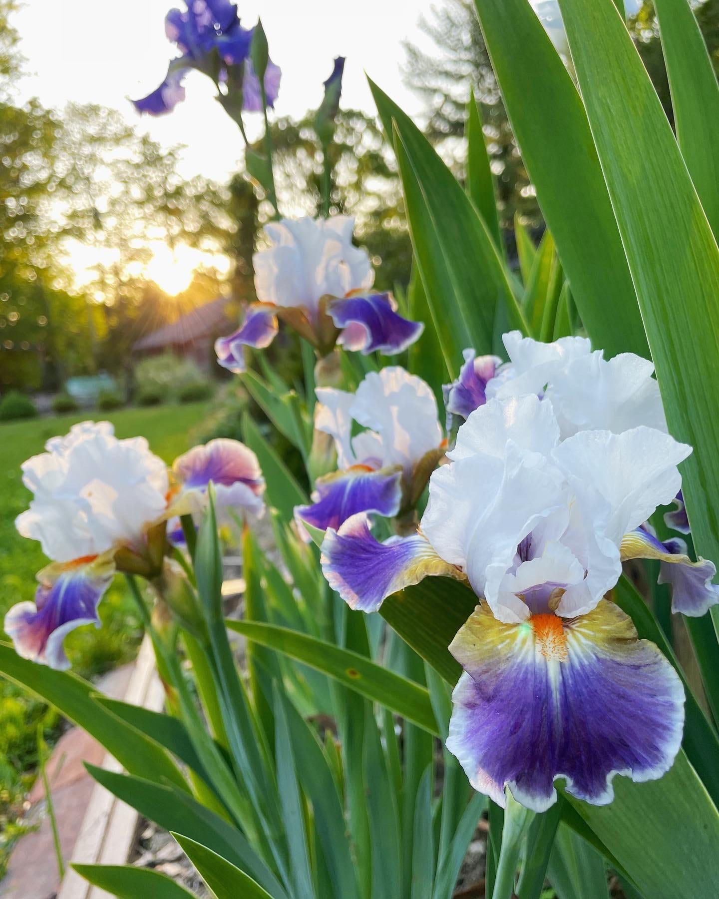 Iris ‘Dazzling’