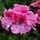 My Pellies