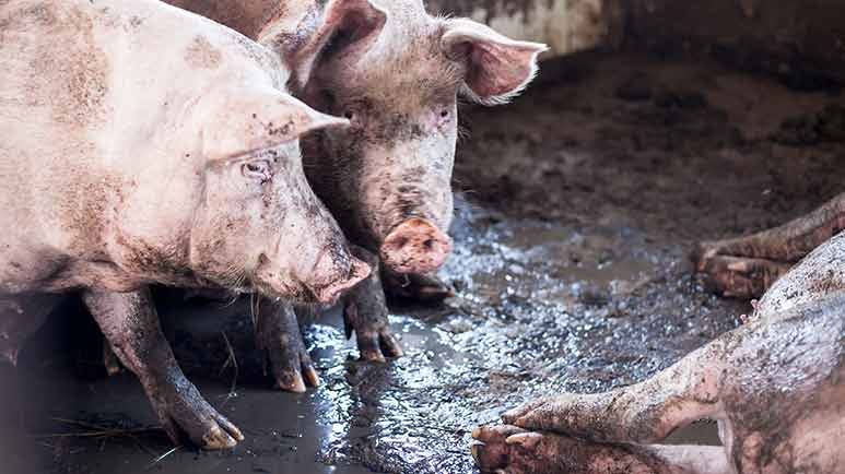 hog farm waste