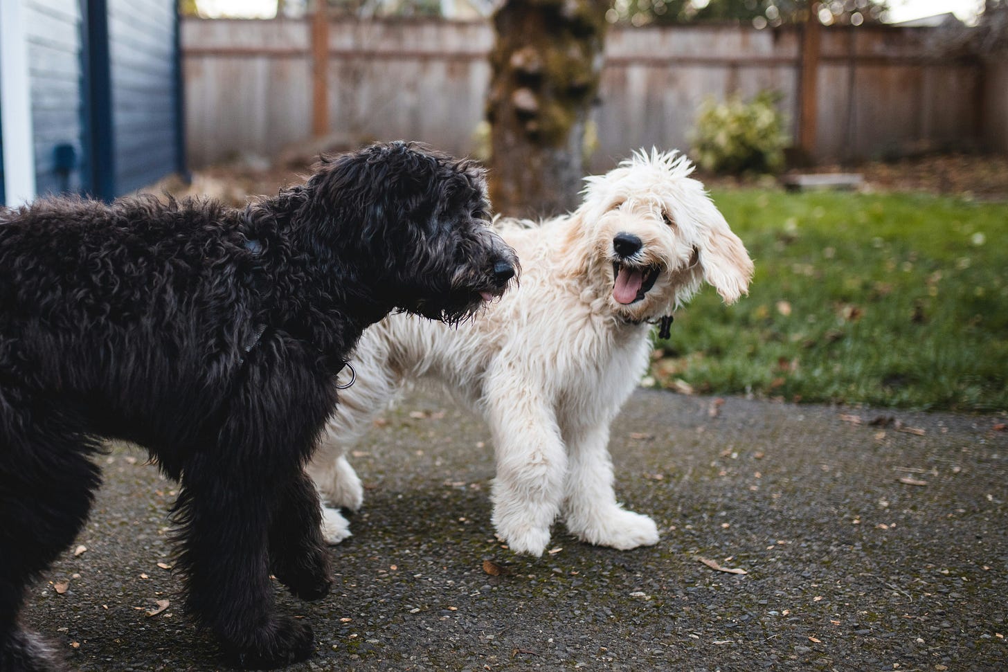 A black and a white doodle dog walking side by side and appearing to be engaging in a lively conversation