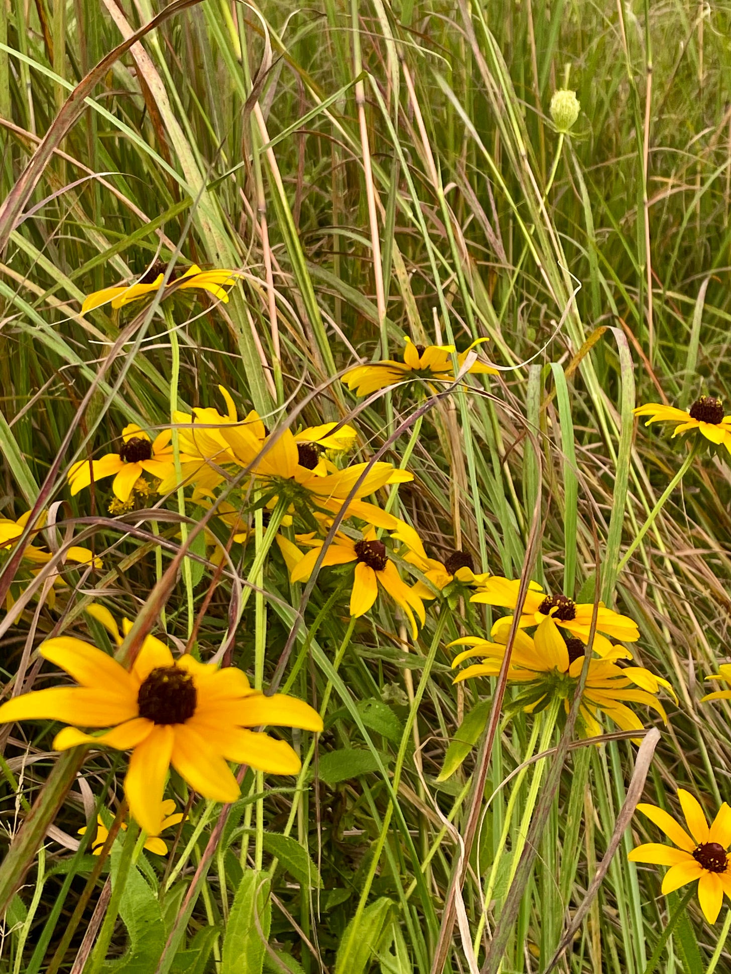 Native rudbeckia sunflowers