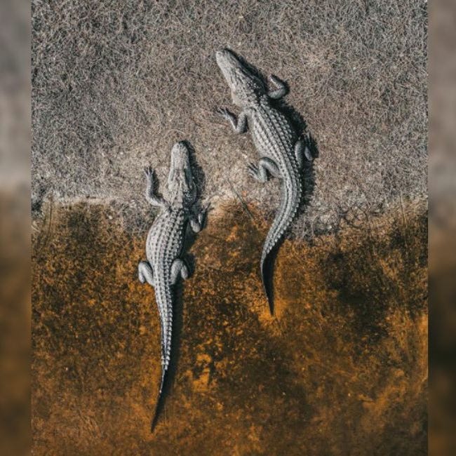 Paupers, Kings, & Derivatives