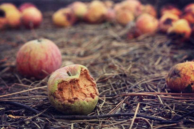 The food that never left the farm - Scienceline