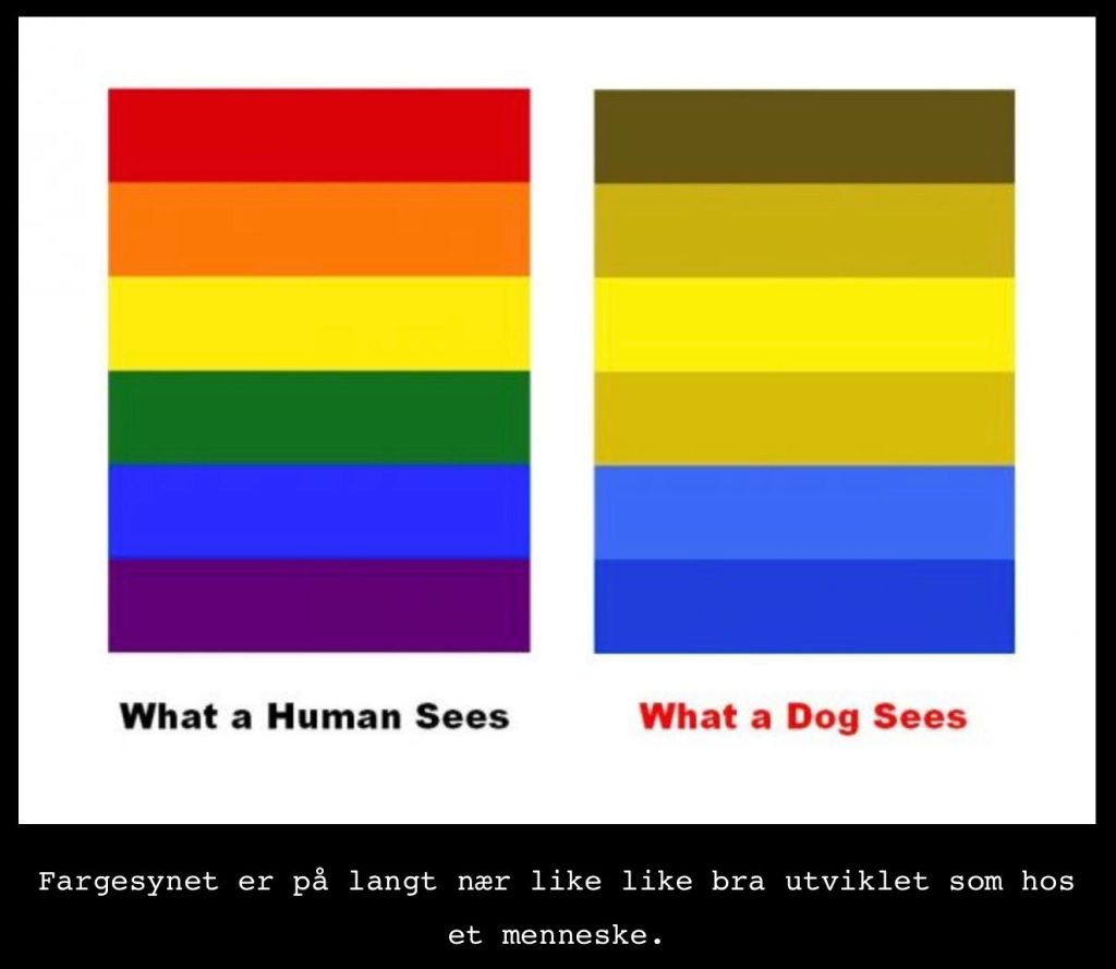 Dette bildet mangler alt-tekst; dets filnavn er fargesyn-AwvkylEwRLIZpKxw.jpeg Dette bildet mangler alt-tekst; dets filnavn er fargesyn-AwvkylEwRLIZpKxw.jpeg