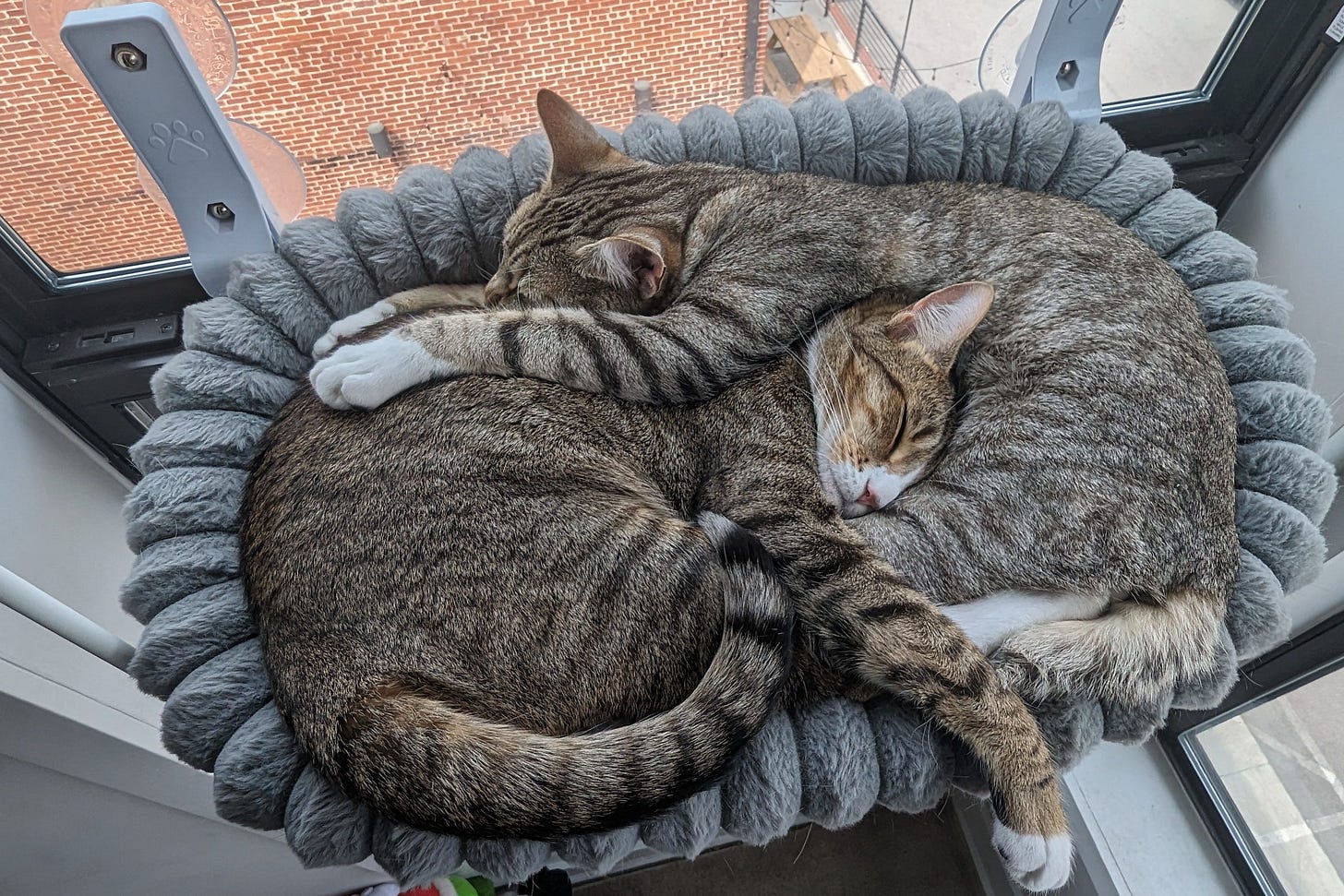 Niko and Milo Niko and Milo