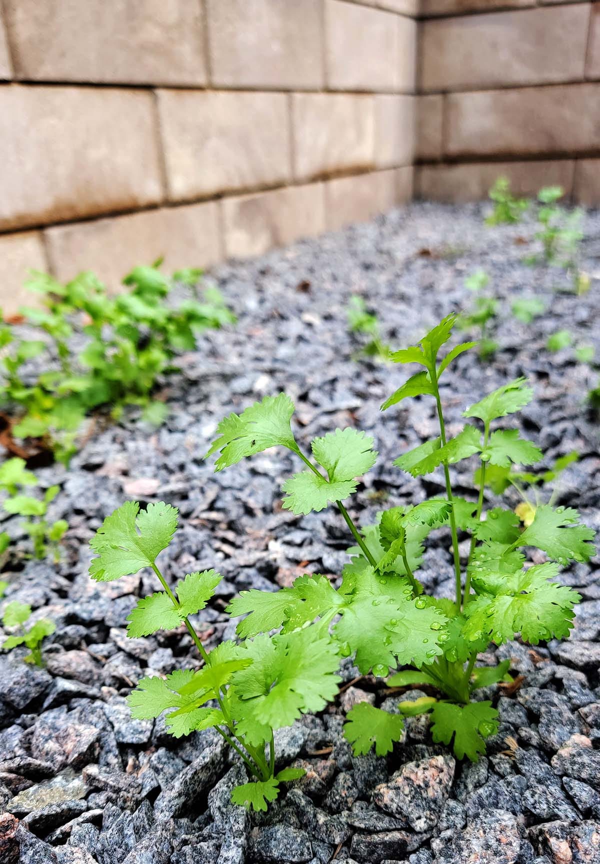 volunteer cilantro in my garden.