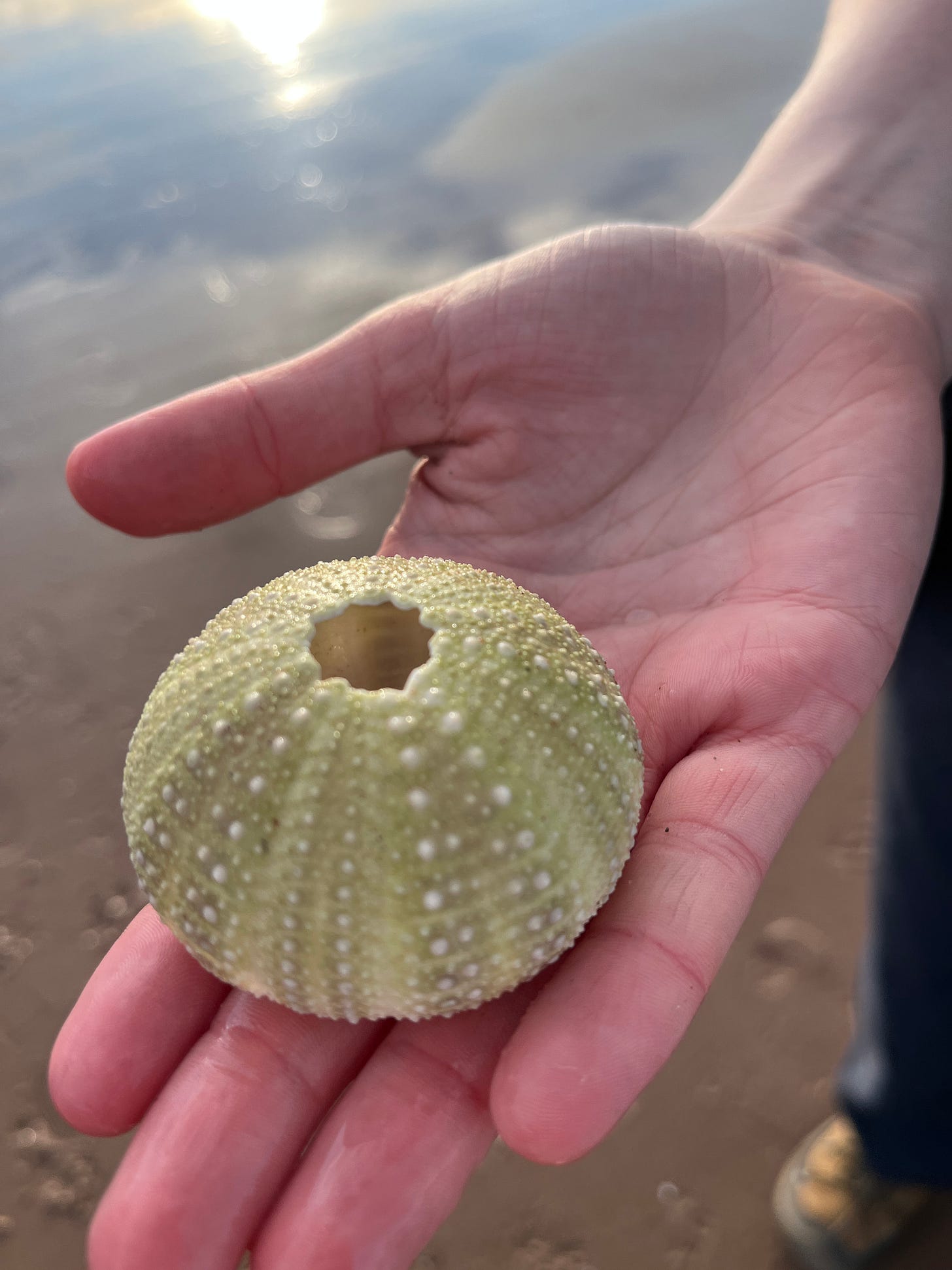 a beautiful green sea urchin shell, which looks like a squished ball lined with thousands of raised white bumps a beautiful green sea urchin shell, which looks like a squished ball lined with thousands of raised white bumps