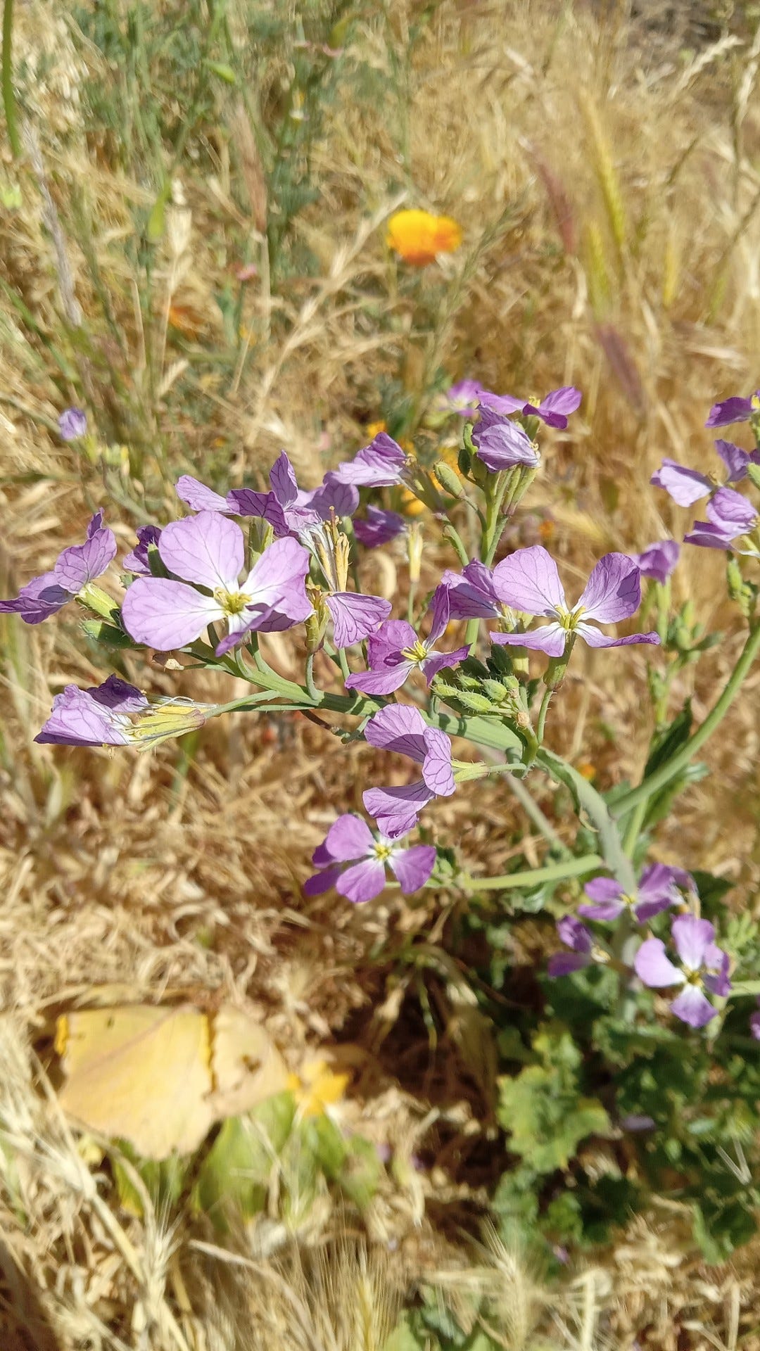 Image preview