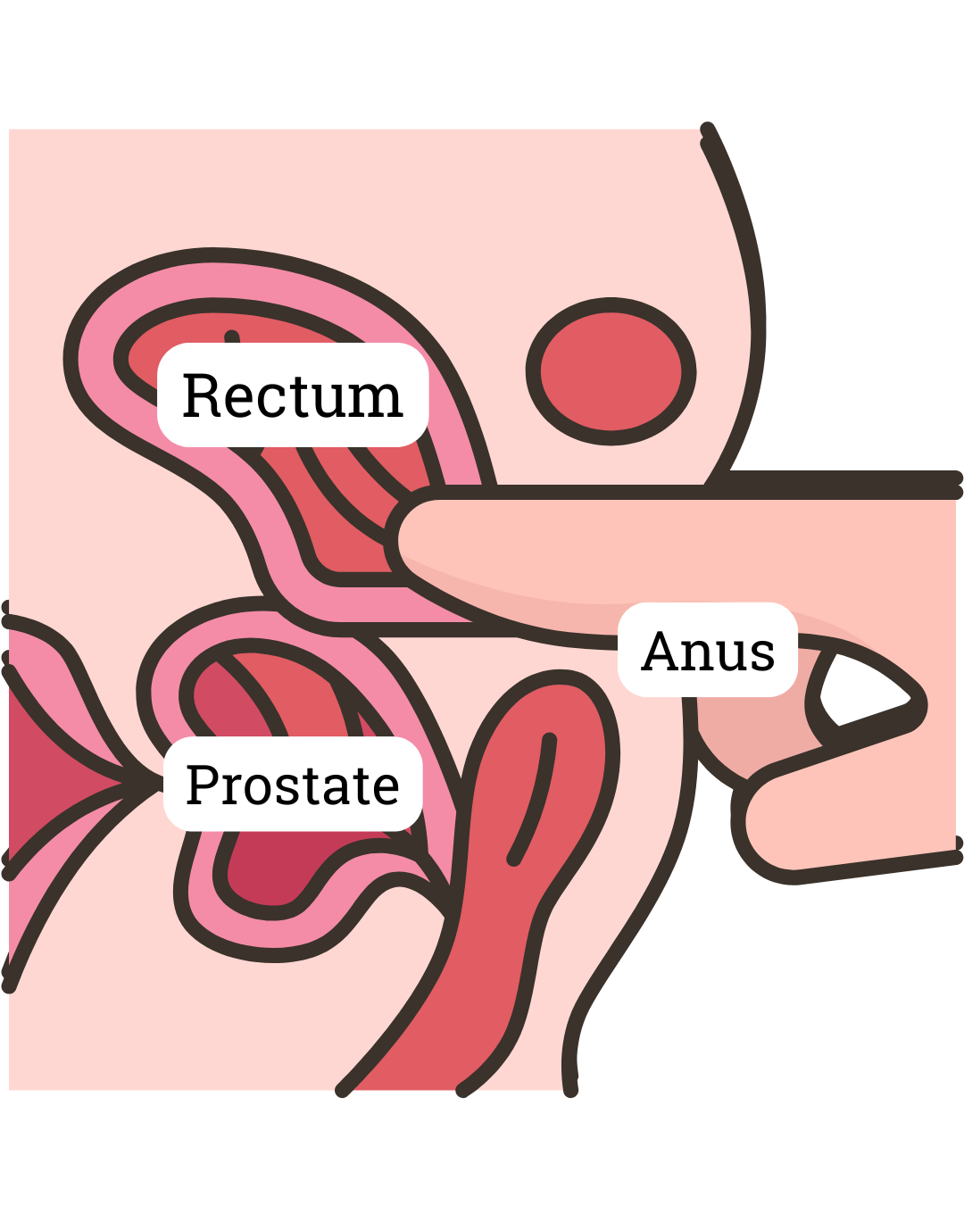 Prostate Massage: What Science Really Says About Health Benefits and Safety