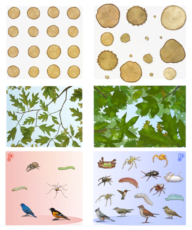 Trees Sample Don’t just plant trees, plant forests to restore biodiversity for the ...