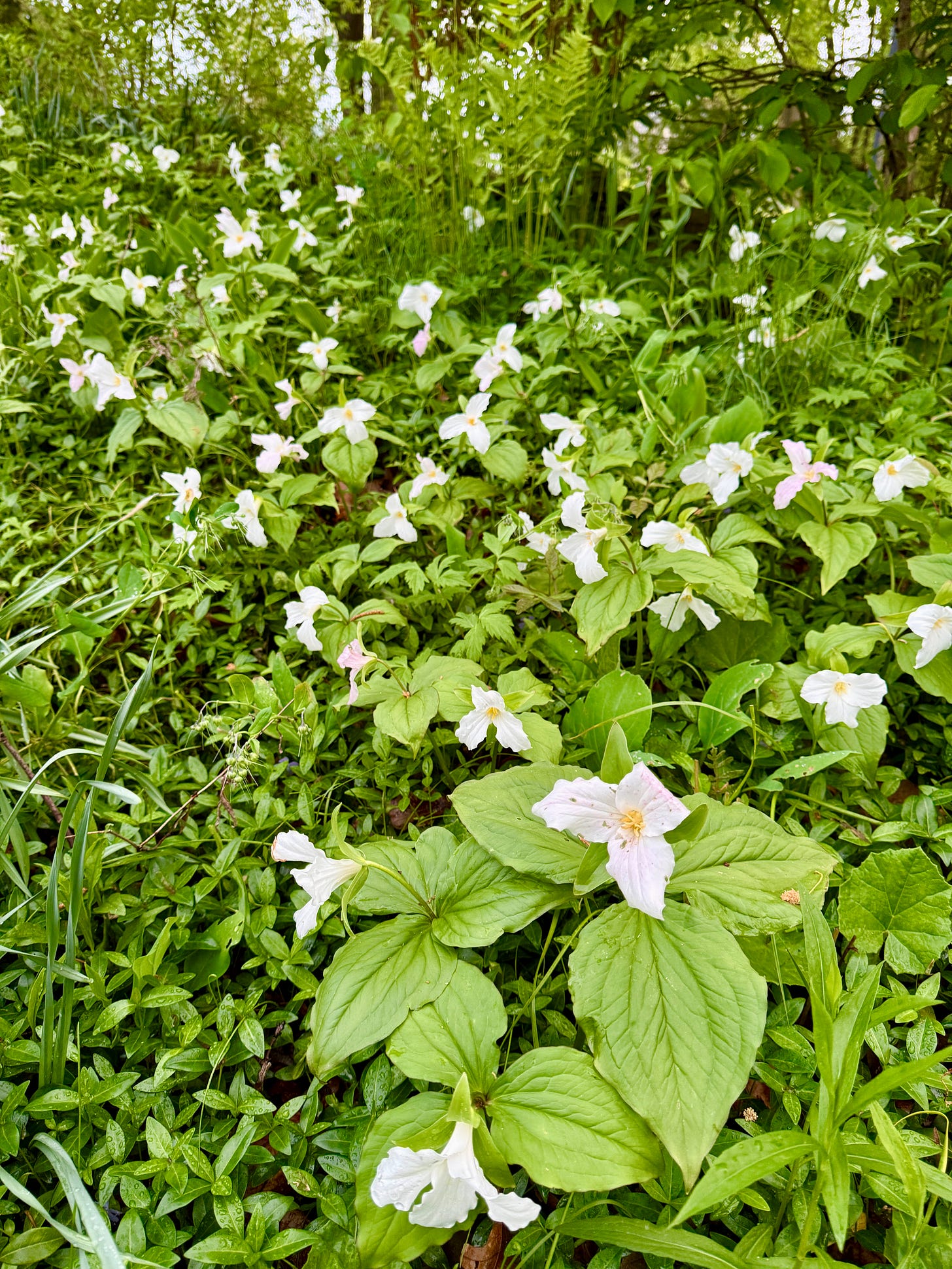 Trillium grandiflorum in the Daffodil Dell coming down the hill.