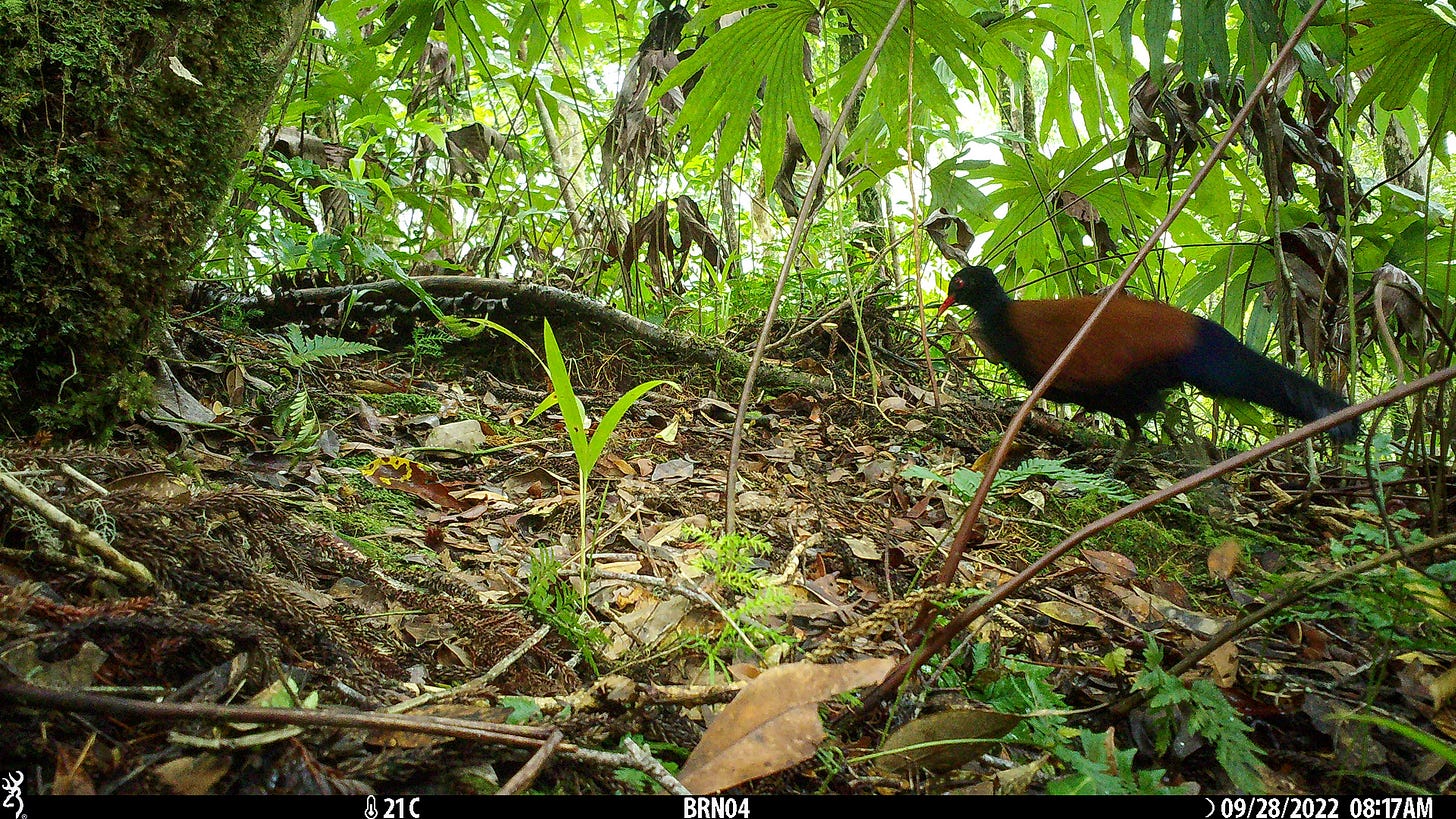 Black-naped Pheasant-Pigeon caught on camera, likely a second individual. Photo: Doka Nason/American Bird Conservancy Black-naped Pheasant-Pigeon caught on camera, likely a second individual. Photo: Doka Nason/American Bird Conservancy
