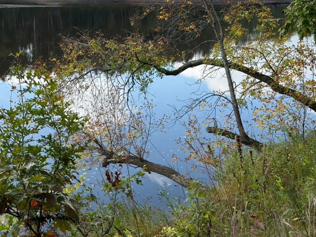 A tree branches over a body of water

AI-generated content may be incorrect.
