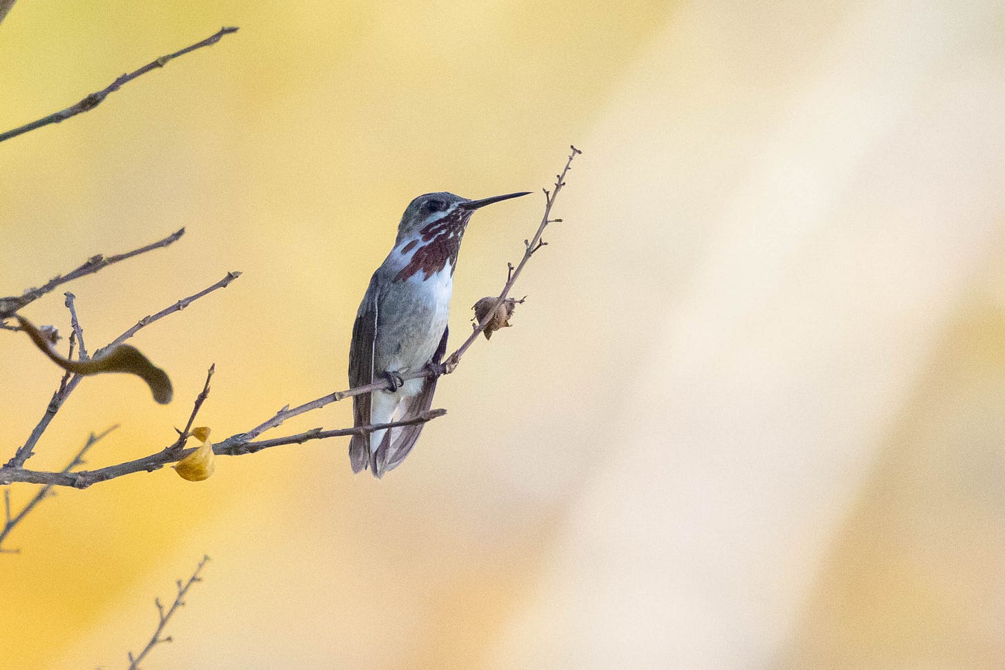 a small pale-bellied, long-winged bird with a needle thin bill and ruby-colored feathers radiating down from its beak on its neck. it is perched on a twig looking right, set against a yellow background. a small pale-bellied, long-winged bird with a needle thin bill and ruby-colored feathers radiating down from its beak on its neck. it is perched on a twig looking right, set against a yellow background.