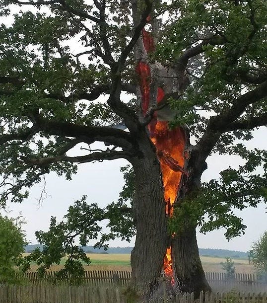 Oak tree-on fire struck by lightning.JPG