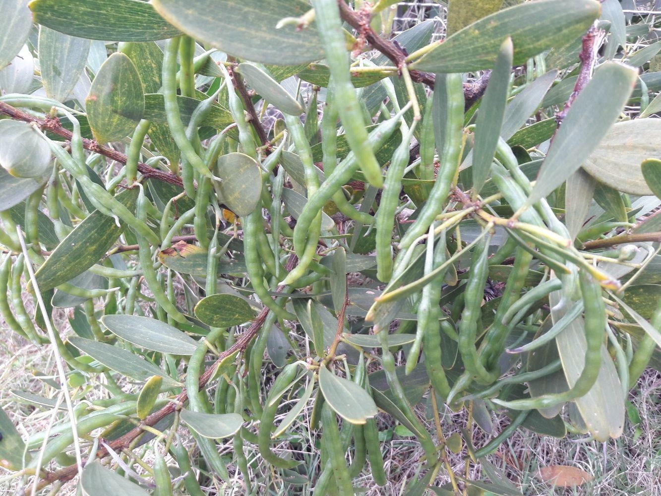 Acacia sophorae [pods 2 - South Head] sml.jpg
