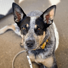 How I decide whether to bring my dog somewhere