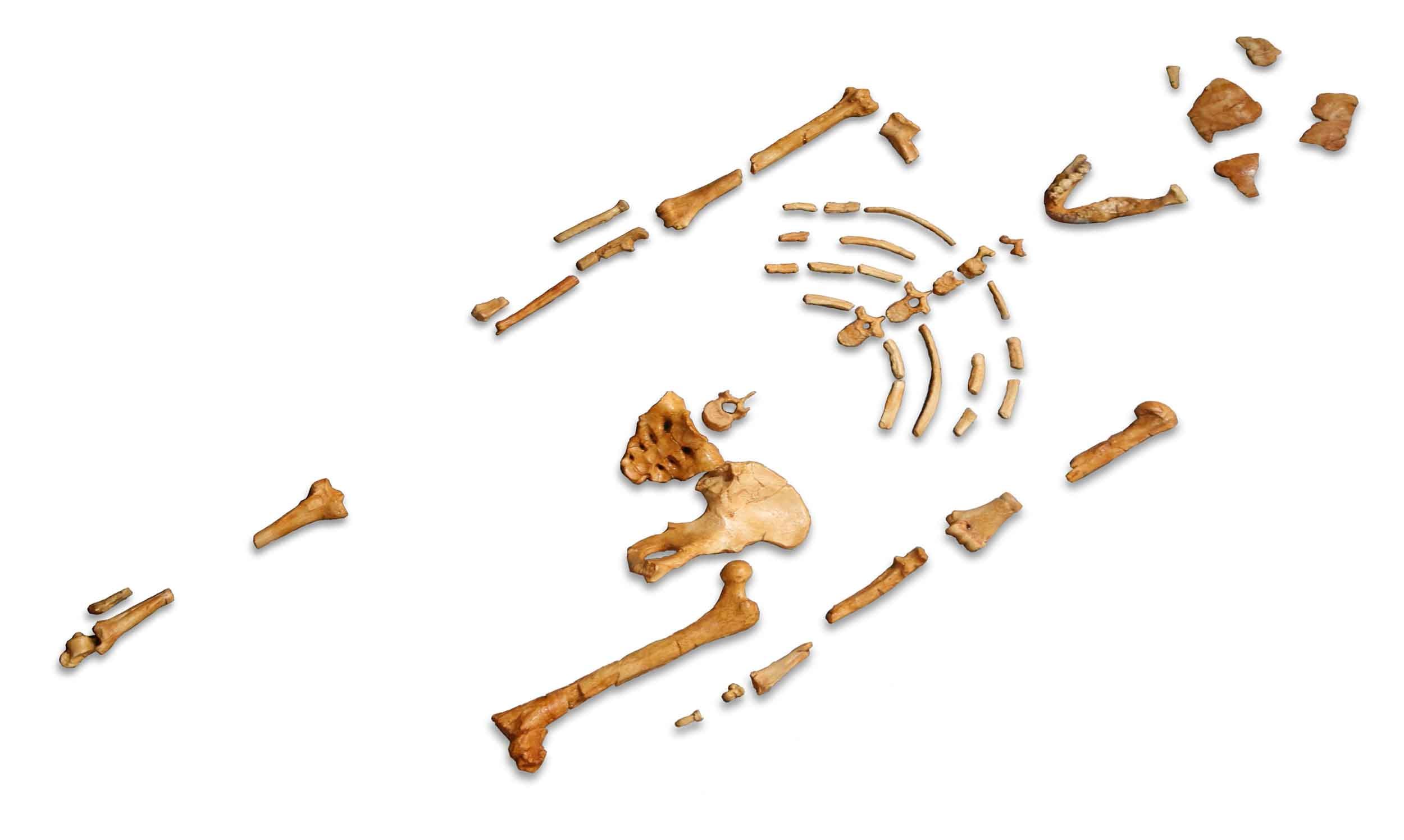 Alba Skeleton Guide to Australopithecus species - John Hawks