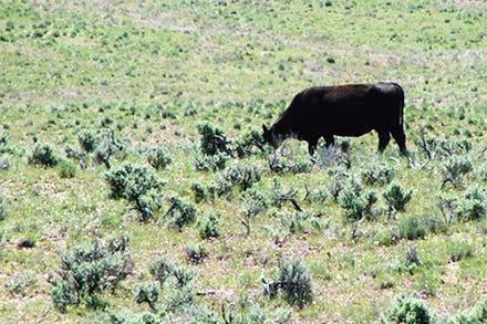 A cow grazing sagebrush. A cow grazing sagebrush.