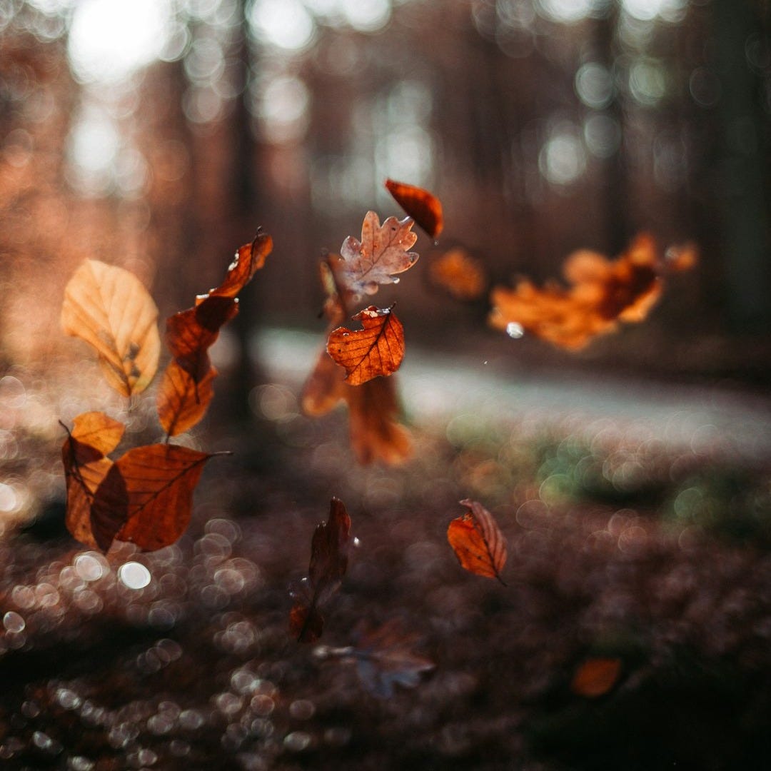 micro photography of leaves