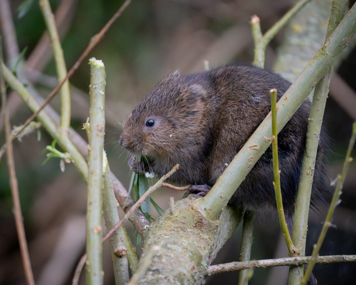 A brown water vole sat on a narrow tree branch, with some fresh green shoots in its tiny paws