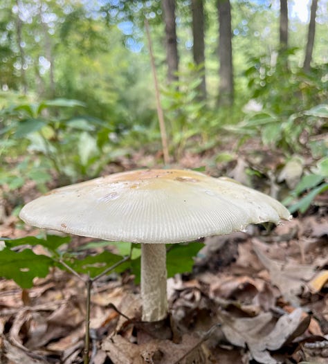 Mushrooms galore in the Woodland garden today.