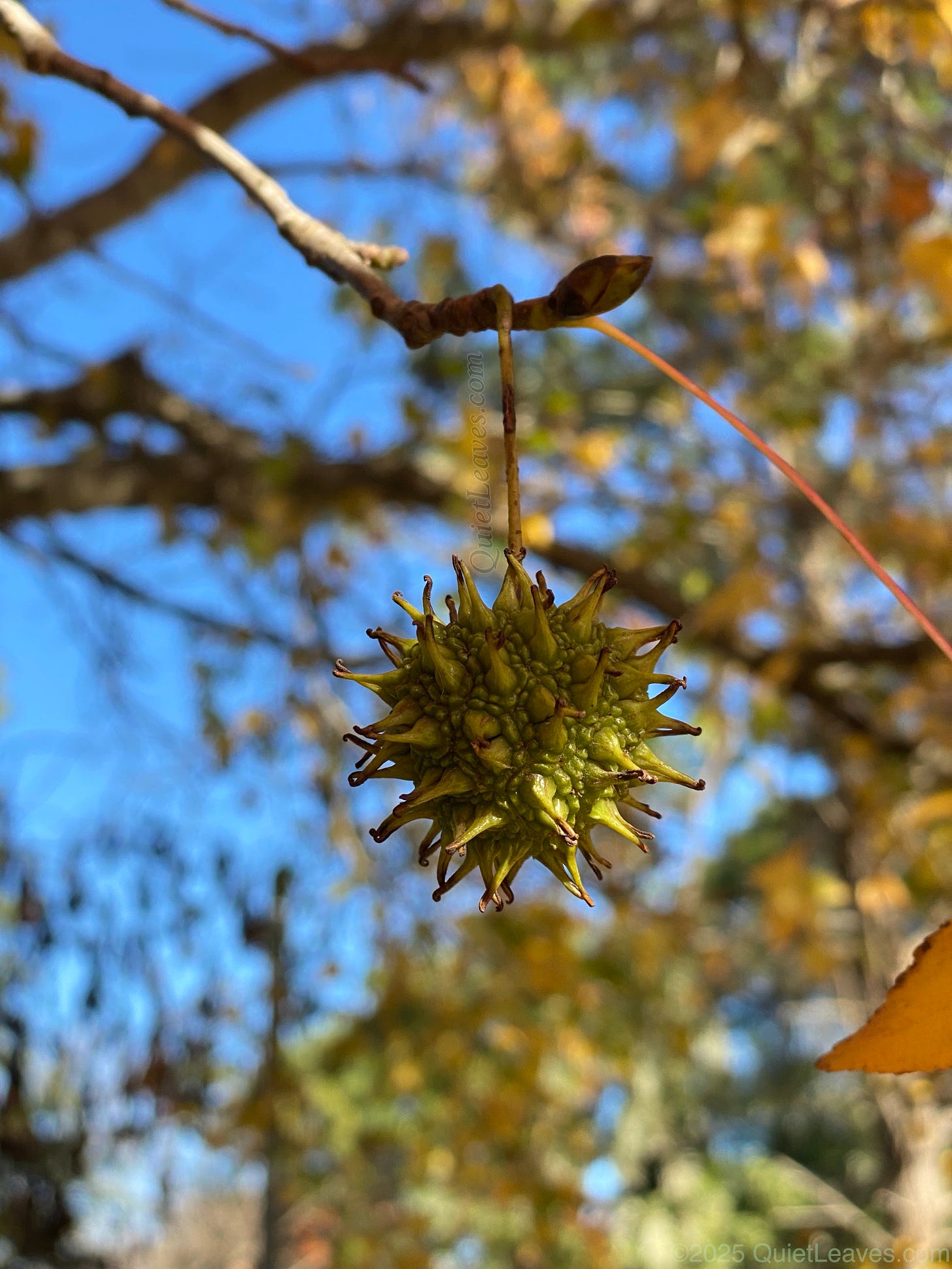 Созревающий плод ликвидамбара смолоносного