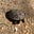 Amy Turtle's avatar
