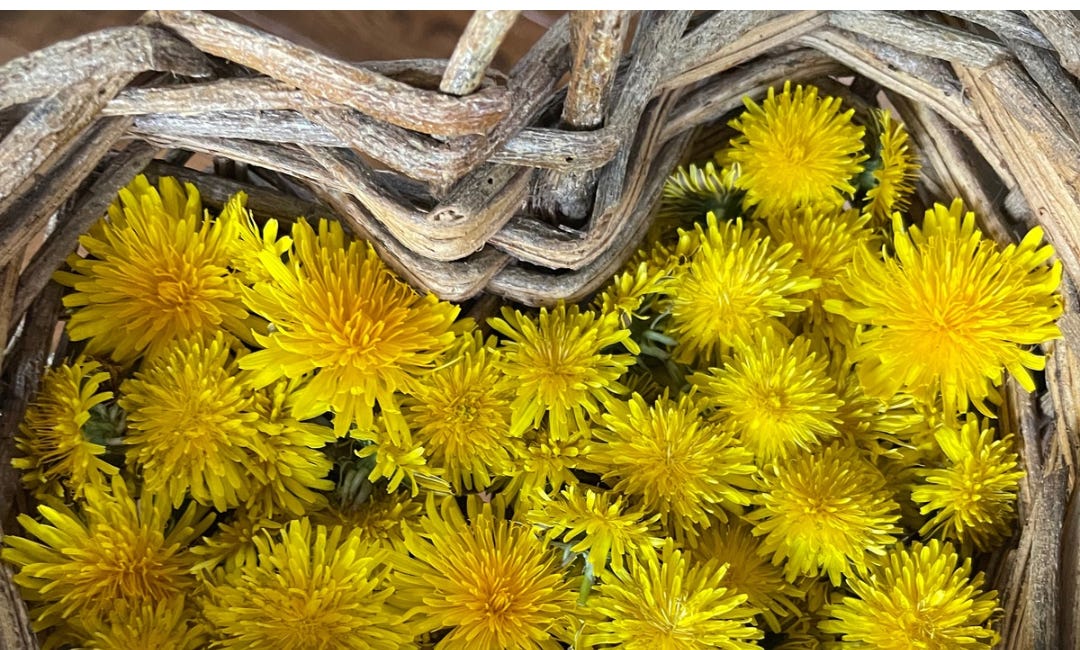 We Are All Just Dandelions