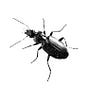 Inkbeetle | Philip A Suggars's avatar