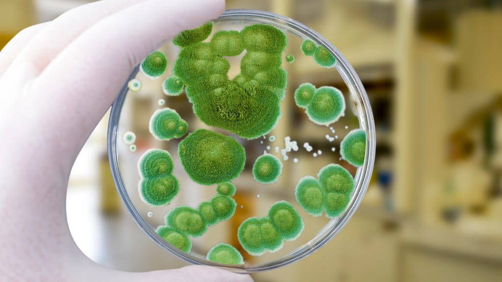Mold that led to penicillin discovery revived to fight superbugs | Live  Science