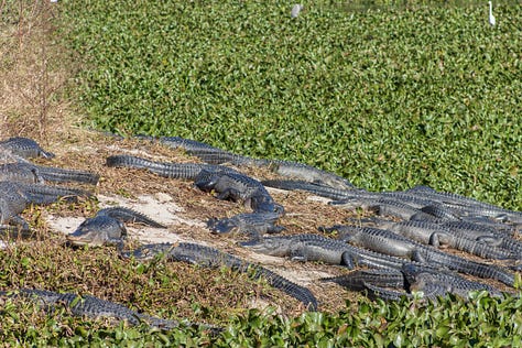 Three pictures arranged in gallery form across the page. #1 Green water lilies and plants in the foreground and higher dried out 3 ft. tall brown bushes in background. In between are a dozen alligators sprawled along the shore of a sliver of tannins colored water. #2 A dozen alligators sunning themselves on a strip of dried brown vegetation flanked on either side by thick green water plants. #3 Four alligators, some in the large blue sink water and some barely on shore. Some scrawny leafless trees are partially blocking view of alligators on shore.