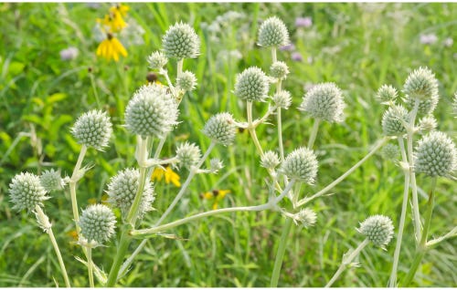 Rattlesnake master flowering in a field. Rattlesnake master flowering in a field.