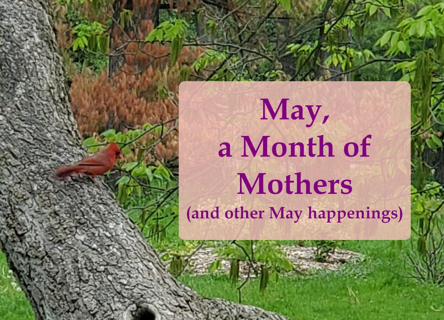 A cardinal sits on a rouch, slanted tree trunk. A title plaque reads: May, a Month of Mothers (and other May happenings).