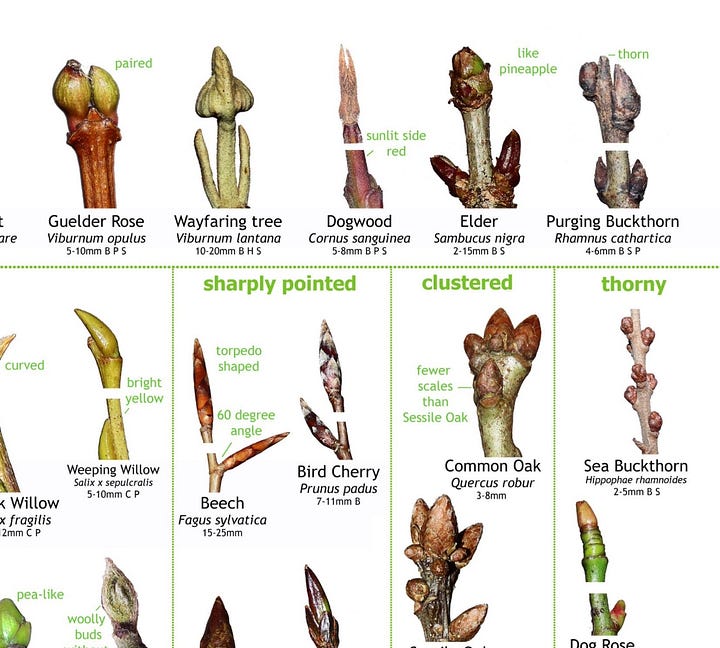 (a) Fat brown buds on a cramp bark twig (b) poster of buds
