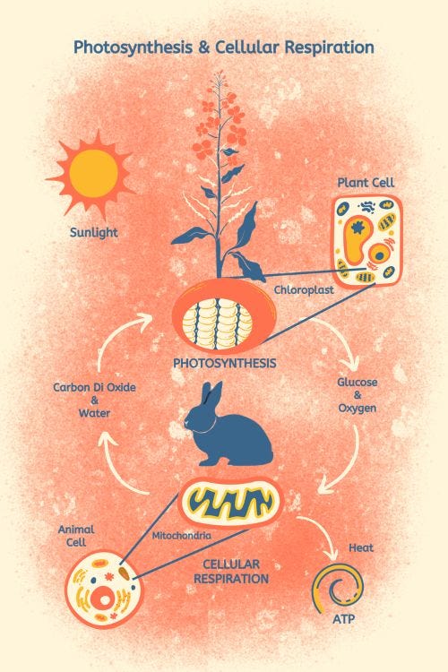 Bioenergetics Bioenergetics
